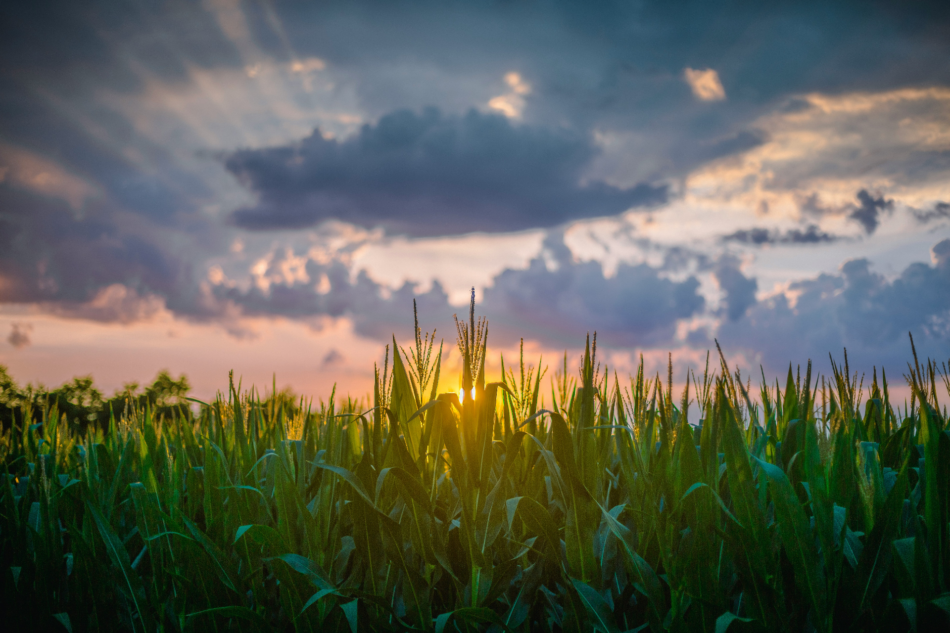 Illinois corn farmland